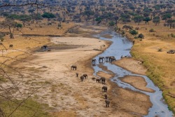 Herd of african elephants at the Tarangire river in Tarangire National Park, Tanzania. View from above