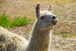 Portrait of a white lama. Llama in paddock