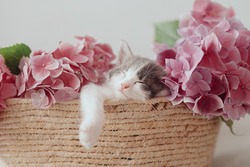 Cute little kitten sleeping in basket with beautiful pink flowers. Portrait of adorable sleepy grey and white kitty napping with hydrangea flowers in basket. Adoption concept. Sweet dreams
