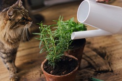 Cute tabby cat looking at watering fresh green basil and rosemary plant from modern watering can on background of dirty wooden floor. Pet and plants. Repot and cultivation aromatic herbs at home