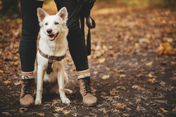 Cute dog sitting at owner legs in autumn woods. Traveling with pet, loyal companion. Adorable white swiss shepherd dog hiking with young woman hipster in fall forest. Travel and Wanderlust