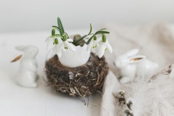 Happy Easter! Easter rustic still life. Easter egg shells with blooming snowdrops in nest, bunny figurine, willow and feathers on white wood. Stylish festive decor on table. Space for text