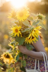 Beautiful sunflowers in woman hands in warm sunset light  in summer meadow. Tranquil atmospheric moment in countryside. Stylish young female in floral dress holding sunflowers in evening field