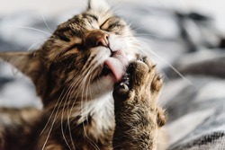 beautiful cute cat licking his paw on stylish bed with funny emotions on background of room