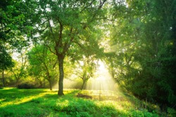 Green forest background with morning sunrise in spring season. Nature landscape.