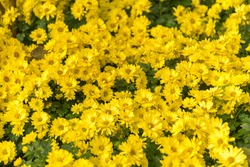 the yellow Flowers -Background with the Flowers
