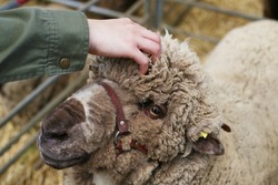 England Dorset Down sheep, a girl patting England breed of domestic brown nose sheep in the stock corral cage in farm competition show, selective focus