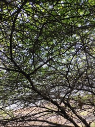 dense pattern of tree branches.