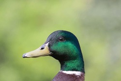 Portrait of a male Mallard duck with blurred background and brilliant colors