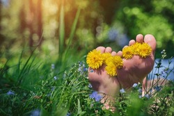 Female's feet with yellow dandelions between toes, close up. Barefoot woman relaxing on green flowering meadow in sunny summer day. 
