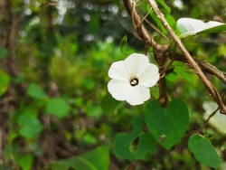 Closeup of Indian Wild Ipomoea Obscura, obscure morning glory small white flower in a nature background