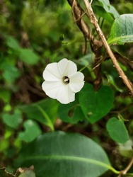 Closeup of Indian Wild Ipomoea Obscura, obscure morning glory small white flower in a nature background