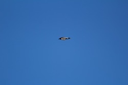 Crow gliding seen from the side 
