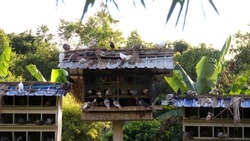 Wooden pigeon dove bird house standing outdoor at the garden.