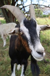 billy goat during summer time under a tree. happy goats enjoy outdoor time at bodensee.