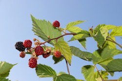 wasp in rasberry bush. wasp enjoys summer and rasberry fruits.