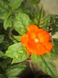 One orange flower with grean leaf