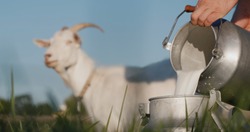 Farmer pours goat's milk into can, goat grazes in the background
