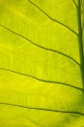 Extreme close-up of half green leaf, bright light