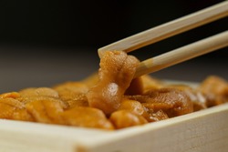 Uni sushi in chopsticks. Sea urchin(uni sashimi) ,Japanese food.