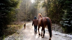 Girl Walking with Horse and Dog in the Forest - Winter