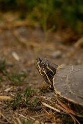 Western Painted Turtle (Chrysemys picta) Close Up of Face Looking Left With Brown Yellow Green Background and Space for Text