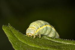 The green caterpillar of the moth, bright-line brown eye, eating a tomato leaf, can be a major pest in vegetable crops in the garden in the summer. Itis a voracious feeder , especially in tomato crops