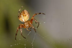 A garden spider, spider with a  cross on its back sits and lurks on web, net, common orb-weaving spider, macro, portrait, diadem spider, orangie, and crowned orb weaver; Araneidae, Araneus diadematus