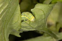 The green caterpillar of the moth, bright-line brown eye, eating a tomato leaf, major pest in vegetable crops in the garden in the summer, spoils the harvest, Noctuidae, Lacanobia oleracea