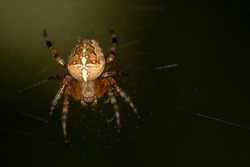 A garden spider, cross spider with a cross on its back sits and lurks on its web, a common orb-weaving spider, macro, close up, portrait, diadem spider, orangie, crowned orb weaver; Araneidae, Araneus