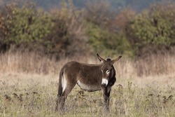 Brown donkey with white eyes and snout, muzzle stands in a wild meadow, on the neck sits a bird, starling, Equus africanus asinus 