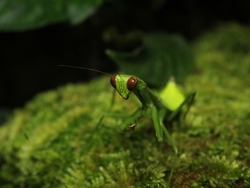 The mantis or praying mantis is an insect that belongs to the order Mantodea. In English, this insect is usually called praying mantis because of its attitude that often looks like it is praying