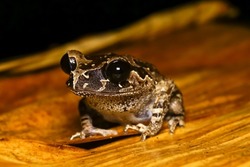 Leptobrachium ingeri is a species of frog in the family Megophryidae from Borneo. It was recently distinguished as a separate species from within the Leptobrachium nigrops species complex