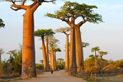 The alley of baobabs or avenue of baobabs. Group of baobabs lining the dirt road between Morondava and Belon'i Tsiribihina in the Menabe region of western Madagascar