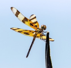 A dragonfly seen from Marco Island during the evening. A city in Collier County, Florida, United States.