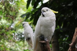 Two yellow-crested cockatoos (Cacatua sulphurea) also known as the lesser sulphur-crested cockatoo, one in front of the other both looking to the left