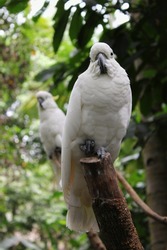 Two yellow-crested cockatoos (Cacatua sulphurea) also known as the lesser sulphur-crested cockatoo, one in front of the other looking to the front