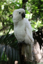 A yellow-crested cockatoo (Cacatua sulphurea) also known as the lesser sulphur-crested cockatoo