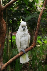 A yellow-crested cockatoos (Cacatua sulphurea) also known as the lesser sulphur-crested cockatoo on a tree branch looking to the front