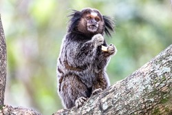 Little monkey marmoset. The smallest primate. Humanoid ape. Funny, fluffy, cute monkey.