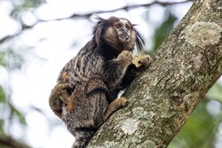 Marmoset monkey with cubs. Monkey cubs cling to their mother's fur. Cubs on mother's back.
Little monkey marmoset. The smallest primate. Humanoid ape. Funny, fluffy, cute monkey.