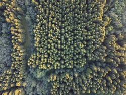 Picture of a forest from approx 180metres high. High res drone photography 