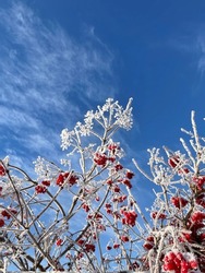 Bright red viburnum berries on a bush in winter on a sunny day