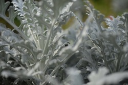 openwork leaves of Cineraria maritime, silver ornamental plant, gray green leaves, white leaves of the plant, close-up herbaceous plant, rosette of Cineraria maritime, in the autumn sun, background 