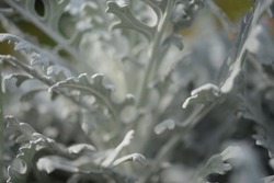 openwork leaves of Cineraria maritime, silver ornamental plant, gray green leaves, white leaves of the plant, close-up herbaceous plant, rosette of Cineraria maritime, in the autumn sun, background 