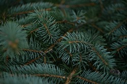  green branches of a pine tree close-up, short needles of a coniferous tree close-up on a green background, texture of needles of a Christmas tree close-up