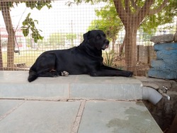 BLACK LABRADOR DOG SITTING NEARBY GARDEN AND WATCHING OTHER NIMALS IN A BEATUIFUL MORNING