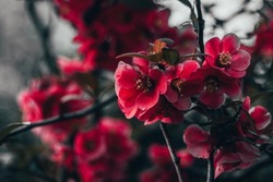 Beautiful red flowers in a dark style. Floral background. Macro photo of red flowers. Japanese quince blooms in spring. Dark gothic background.