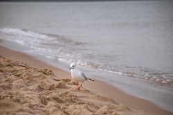 Beautiful lonely white bird seagull walks on the sand on the seashore with waves