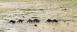 A family of smooth coated otters running on Changi Beach, Singapore.